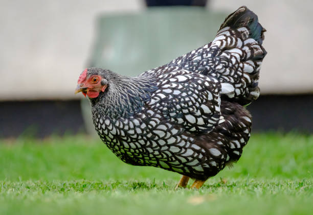 Silver laced wyandotte hen seen eating food in a private garden. Silver laced wyandotte hen seen eating food in a private garden. The bird can be seen eating sliced bread and is seen in a large garden in summer. chickens in the poultry yard eating stock pictures, royalty-free photos & images