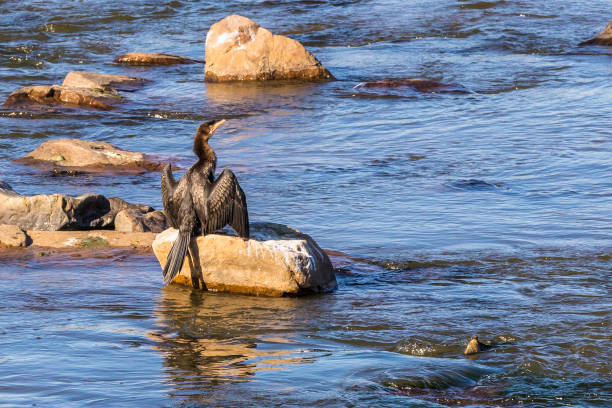 Cormorant sitting with his wings wide open enjoying the early sunshine.