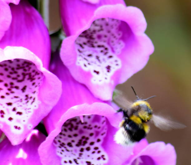 istock bumble bee insect on foxgloves flower 690117884