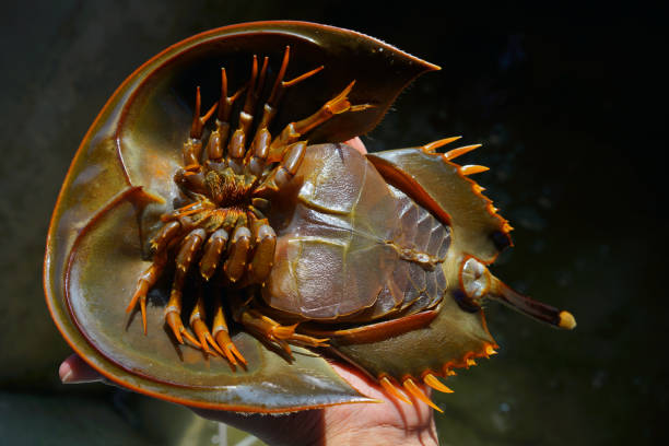 istock Close up of Horseshoe Crab. 690119708