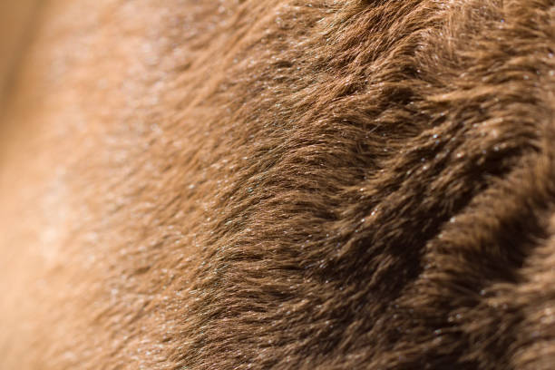 istock background of wool horse 690120060