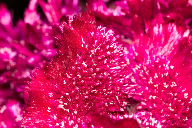 istock red velvet flower in nature 690122628