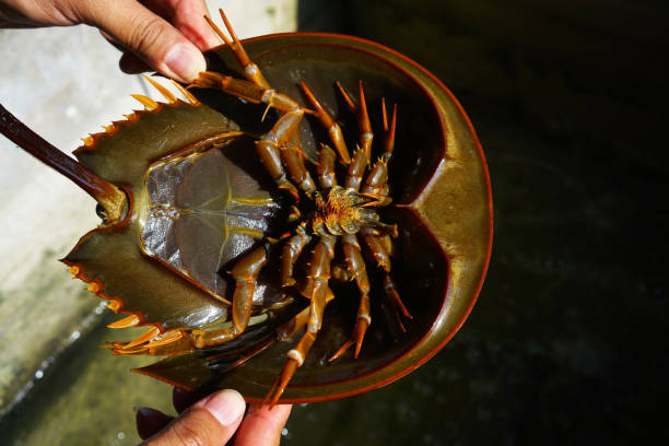 istock Close up of fresh Horseshoe Crab. 690122676
