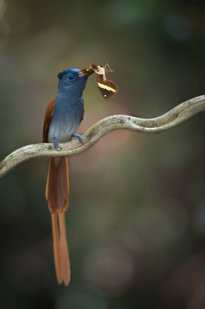 Asian Paradise Flycatcher,male bird eating butterfly Asian Paradise Flycatcher,male  bird perching with butterfly on branch , natural green forest background. Asian Paradise-Flycatcher ( Terpsiphone paradisi ) in southern Thailand. Bird eating Pan butterfly eutrichomyias rowleyi stock pictures, royalty-free photos & images