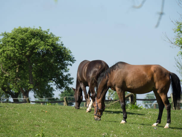 istock the german muensterland 690126602