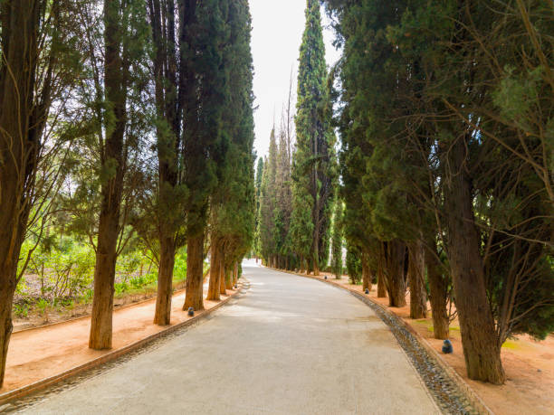 The alley along Generalife garden, Alhambra, Granada, Spain. The pleasant walk along the alley of perfectly landscaped Generalife garden, Alhambra, Granada, Spain