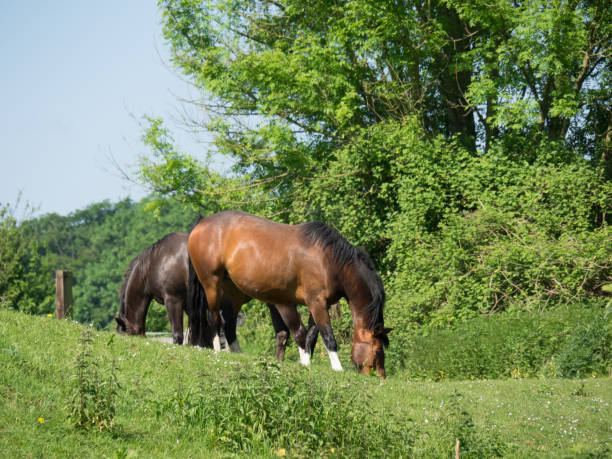 istock the german muensterland 690129422