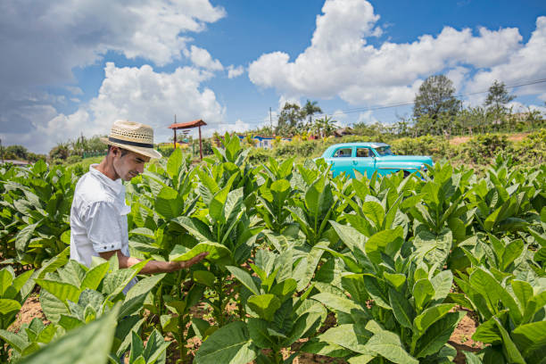 человек касаясь табачного листа на ферме - cuba rural scene non urban scene day стоковые фото и изображения