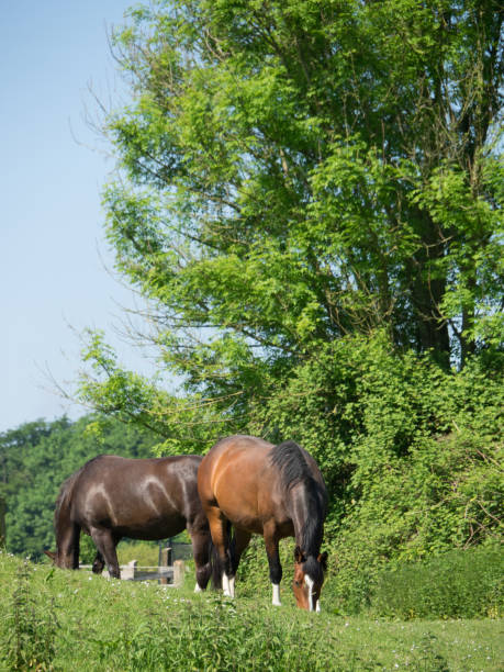 istock the german muensterland 690129964