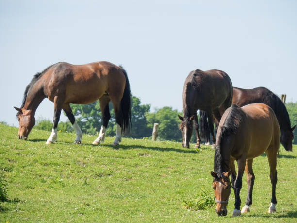 istock the german muensterland 690130278