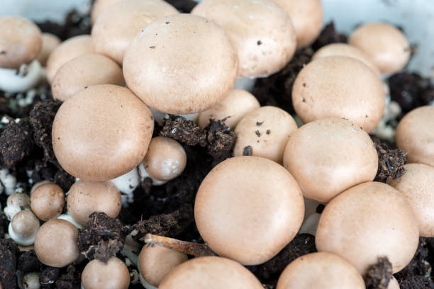 istock Chestnut Mushrooms Growing in Dirt 690130850