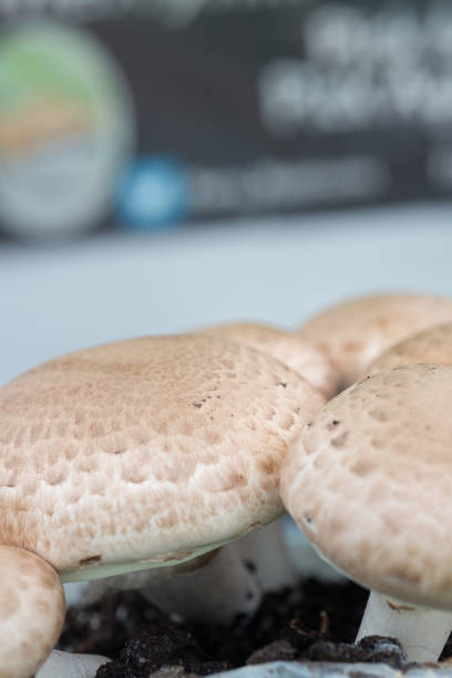 istock Closeup Shot of Mushroom Caps with Copy Space 690130970
