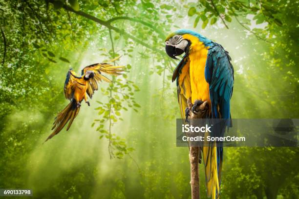 Blue Gold Parrot Standing On Branch Stock Photo - Download Image Now - Backgrounds, Bird, Blue