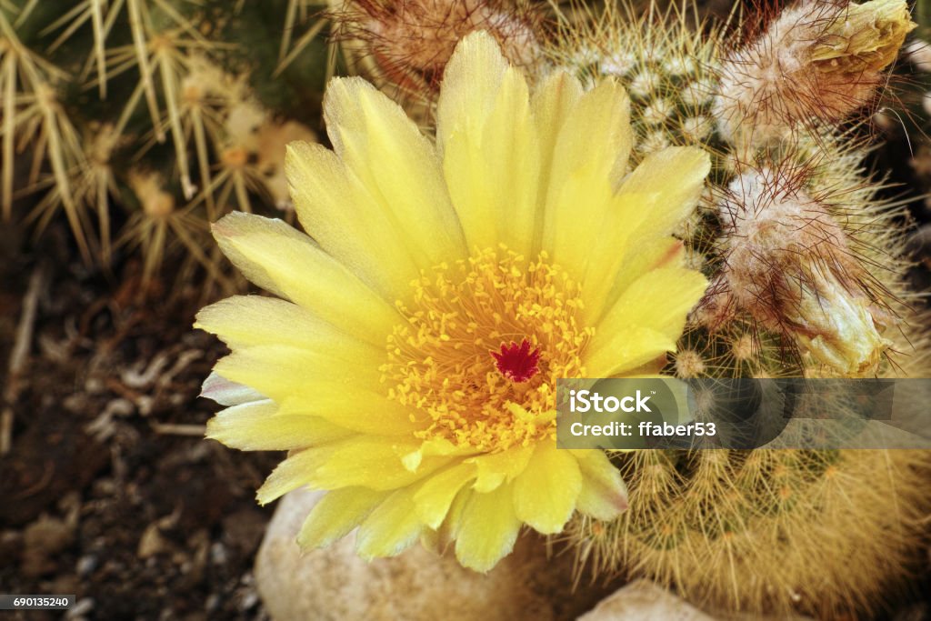 Foto de Flor De Cacto Bola De Prata e mais fotos de stock de Amarelo -  Amarelo, América do Sul, Angiospermae - iStock
