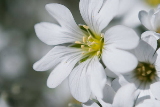 istock White saxifrage, close up, white flowers, 690138064