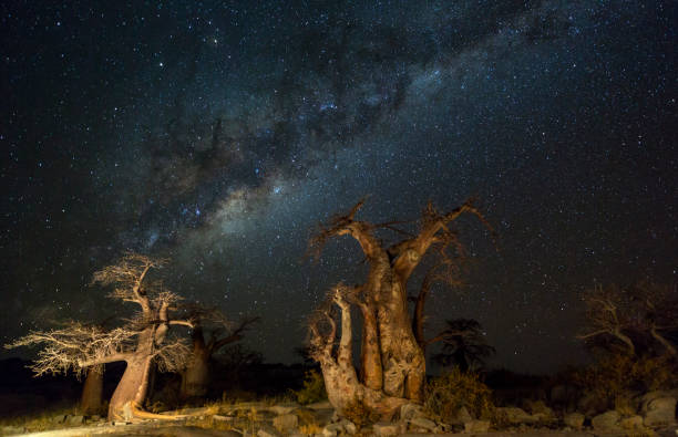 istock Baobab trees at night under the stars 690138164