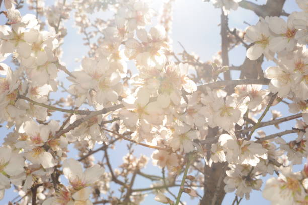 istock Almond blossom in Spain 690141060