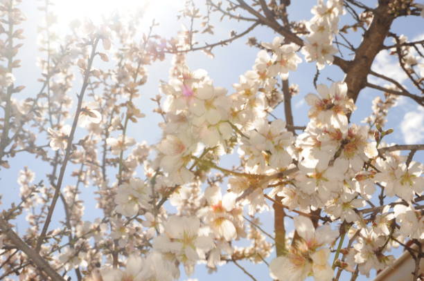 istock Almond blossom in Spain 690145756