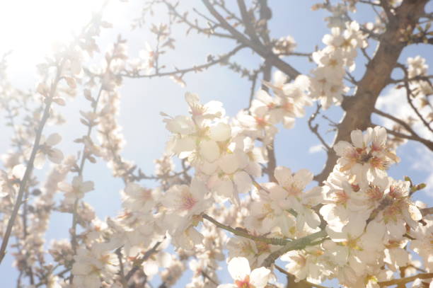 istock Almond blossom in Spain 690145786