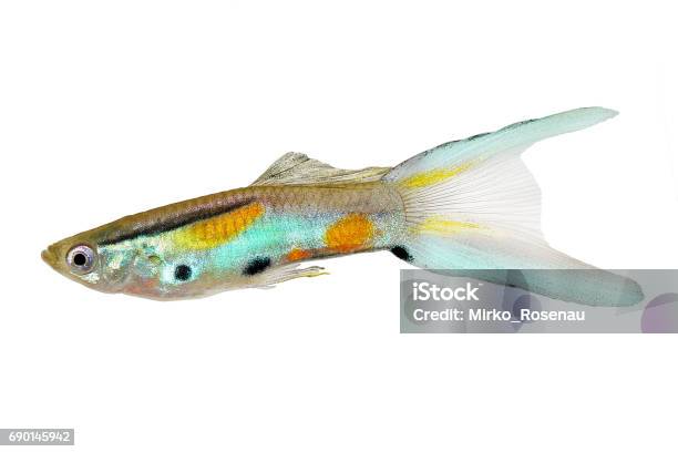 Swarm Of Neon Endler Guppy Double Swordtail Male Guppies Poecilia Wingei Colorful Tropical Aquarium Fish Stock Photo - Download Image Now