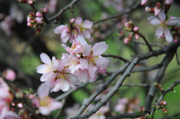 istock Almond blossom in Spain 690153720