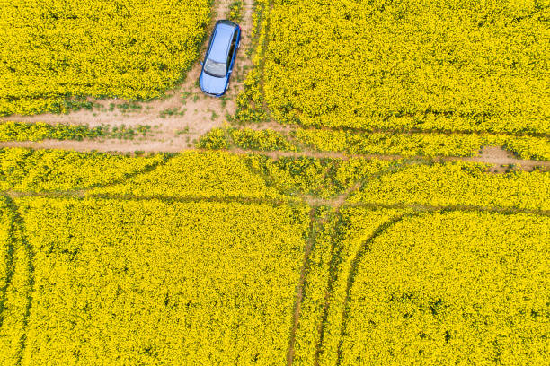 istock Aerial view of rape field 690154762