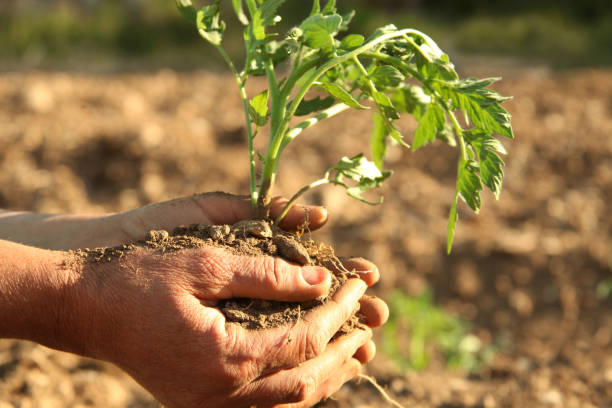 томатный саженец - tomato human hand biologic field стоковые фото и изображения