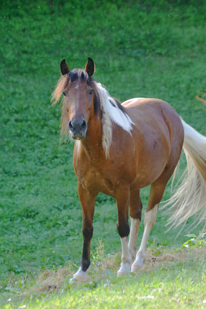 istock Vertical of beautiful brown horse looking at the camera. 690158082