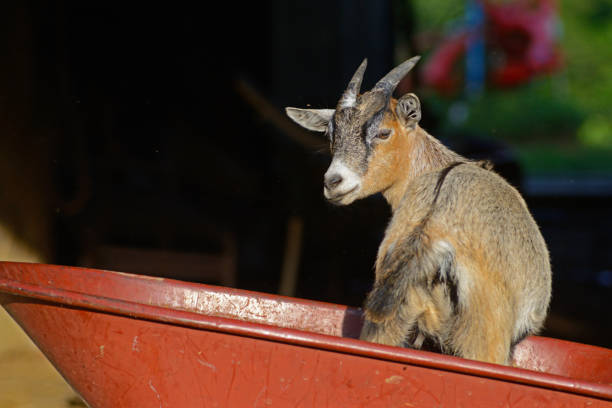 la piccola capra cornuta si trova all'interno di una carriola rossa. - kid goat goat milk young animal foto e immagini stock