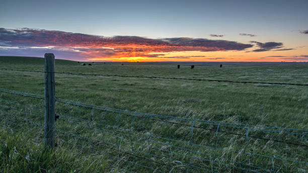 sunrise on a cattle pasture near brooks alberta - barbed wire rural scene wooden post fence imagens e fotografias de stock