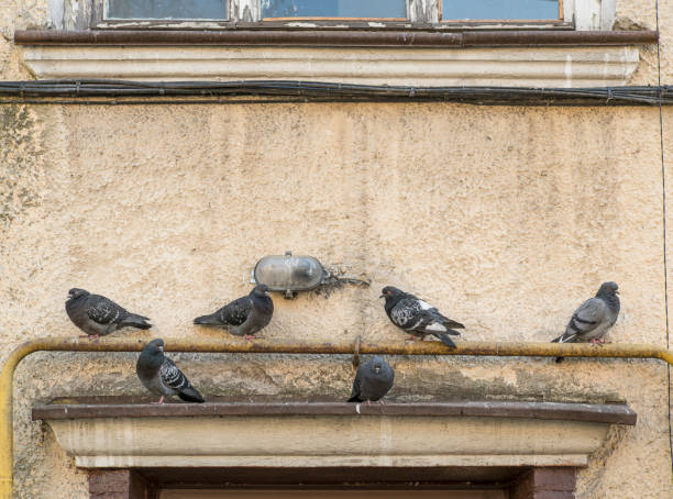 istock Pigeons sitting on the residential building 690164994