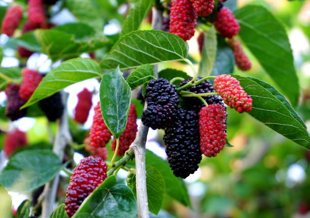 mulberry - blackberry bush plant berry fruit fotografías e imágenes de stock