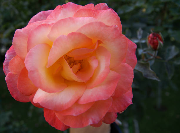 istock Beautiful fresh rose, Andalusia, Spain 690166346