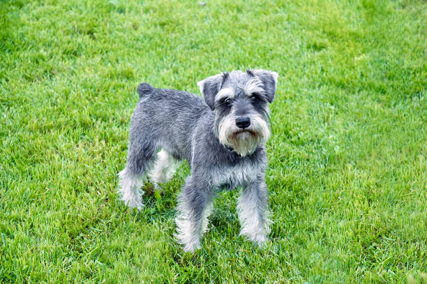 Schnauzer stands in the grass Schnauzer stands in the grass schnauzer stock pictures, royalty-free photos & images