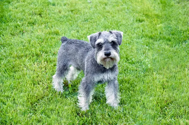 Photo of Schnauzer stands in the grass