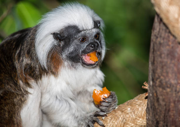 istock Lizt monkey enyoing its lunch 690169784