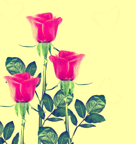 istock bright colorful flowers 690172684