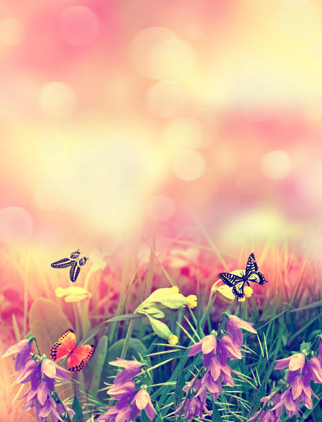 istock flowers on a background of the spring landscape. 690172740