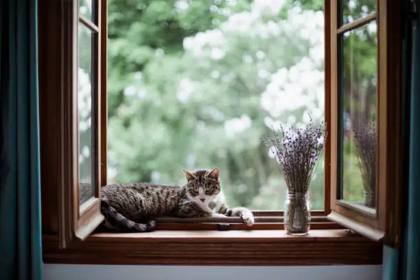 Photo of A cat lying down by a window with a bouquet of lavender