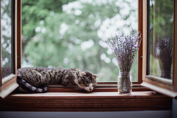 animal theme, sleeping, bouquet of flowers, cat