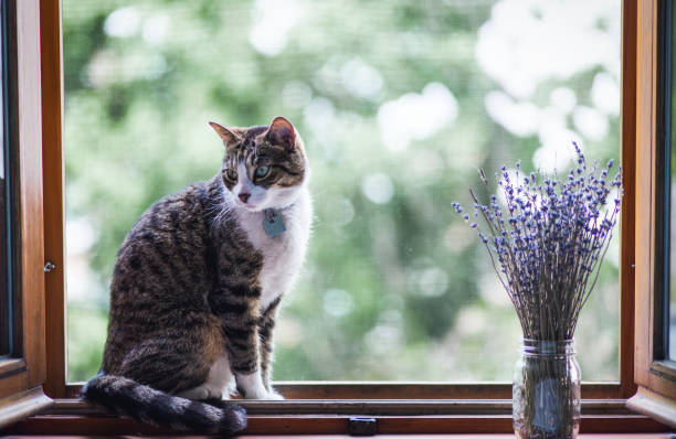 istock A tabby cat sitting by an open window with a bouquet of lavender 690176826