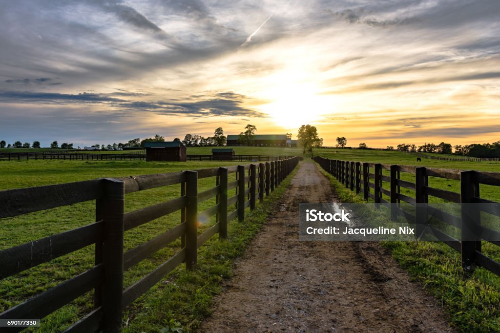 Country lane between pastures leading to a barn Country lane between pastures on a Kentucky horse farm at sunset with lens flare Horse Stock Photo