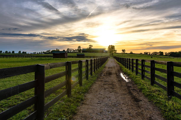 Country lane between pastures leading to a barn Country lane between pastures on a Kentucky horse farm at sunset with lens flare horse barn stock pictures, royalty-free photos & images