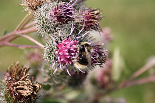 The bee collects nectar from the flowers of thistles