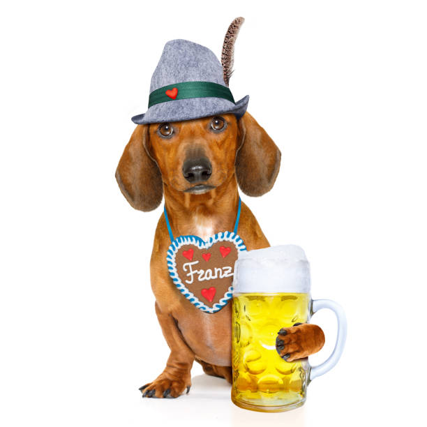 istock bavarian beer dachshund sausage dog 690178772