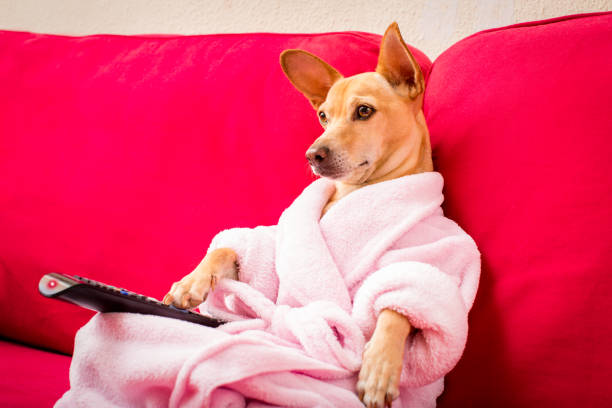 cane guardando la tv sul divano - remote dog control animal foto e immagini stock