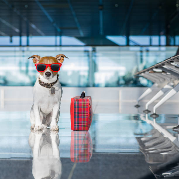 istock dog in airport terminal on vacation 690178908