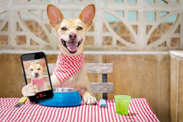 istock dog eating a the table with food bowl 690179000