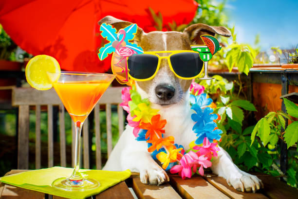 istock cocktail drink dog summer holiday vacation on balcony 690179232