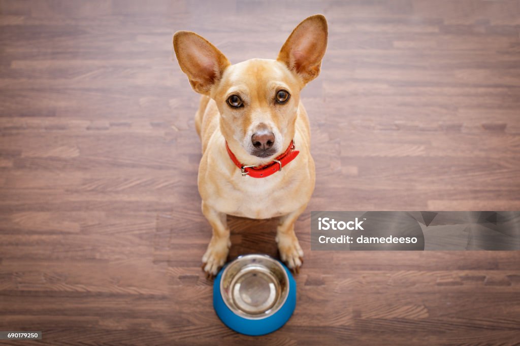 crabot affamé avec le bol de nourriture - Photo de Chien libre de droits